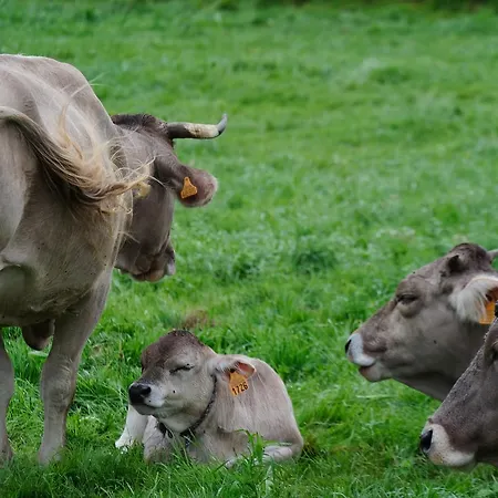 Casa Carmina ホステル Muros de Nalón